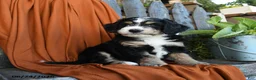 Bernedoodle dogs for sale: Quinana - Ad 5