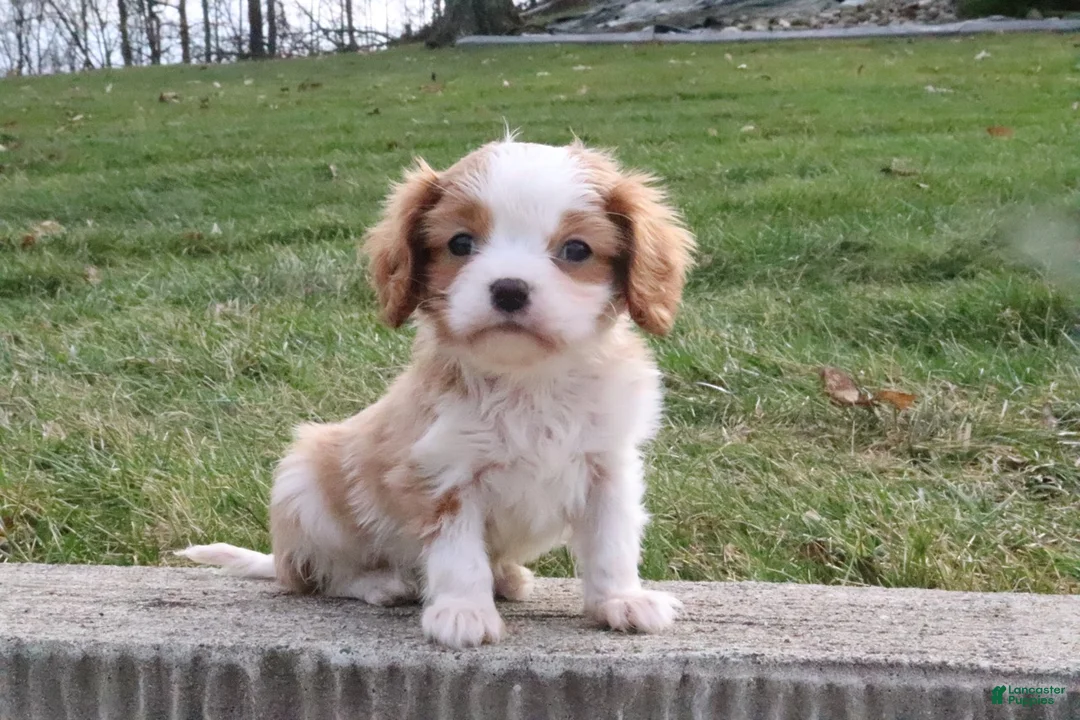 Cavalier King Charles Spaniel dogs for sale: Charlie - Ad 2