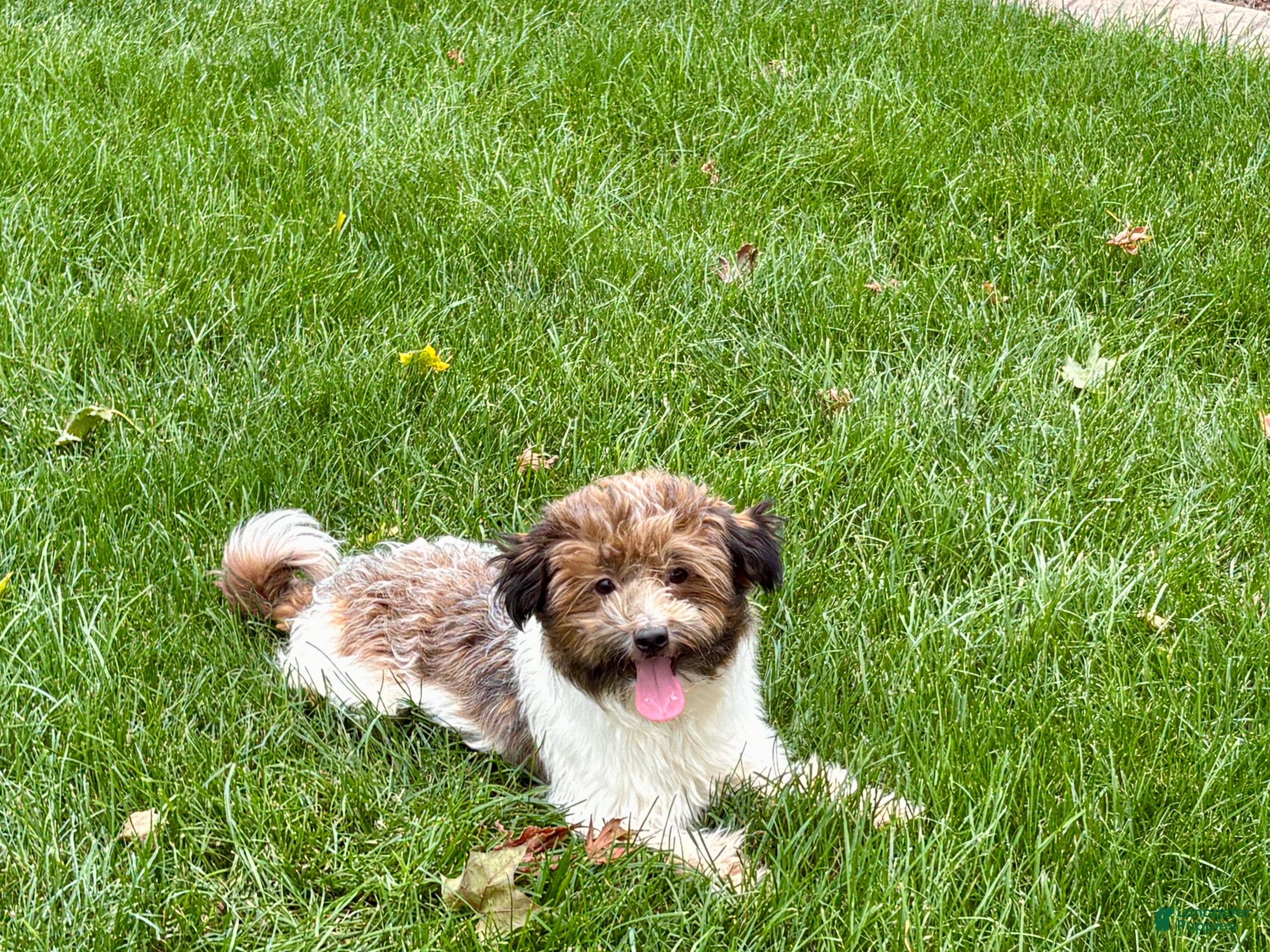 Havanese dogs for sale: Mikey - Ad 1