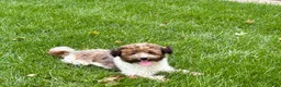 Havanese dogs for sale: Mikey - Ad 1