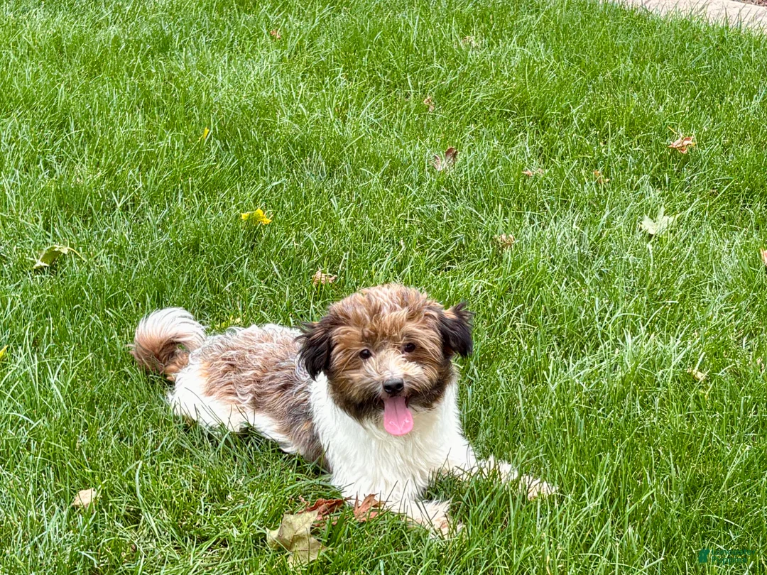 Havanese dogs for sale: Mikey - Ad 1
