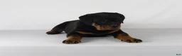 Rottweiler dogs for sale: Rottweiler Puppy 2 - Ad 5