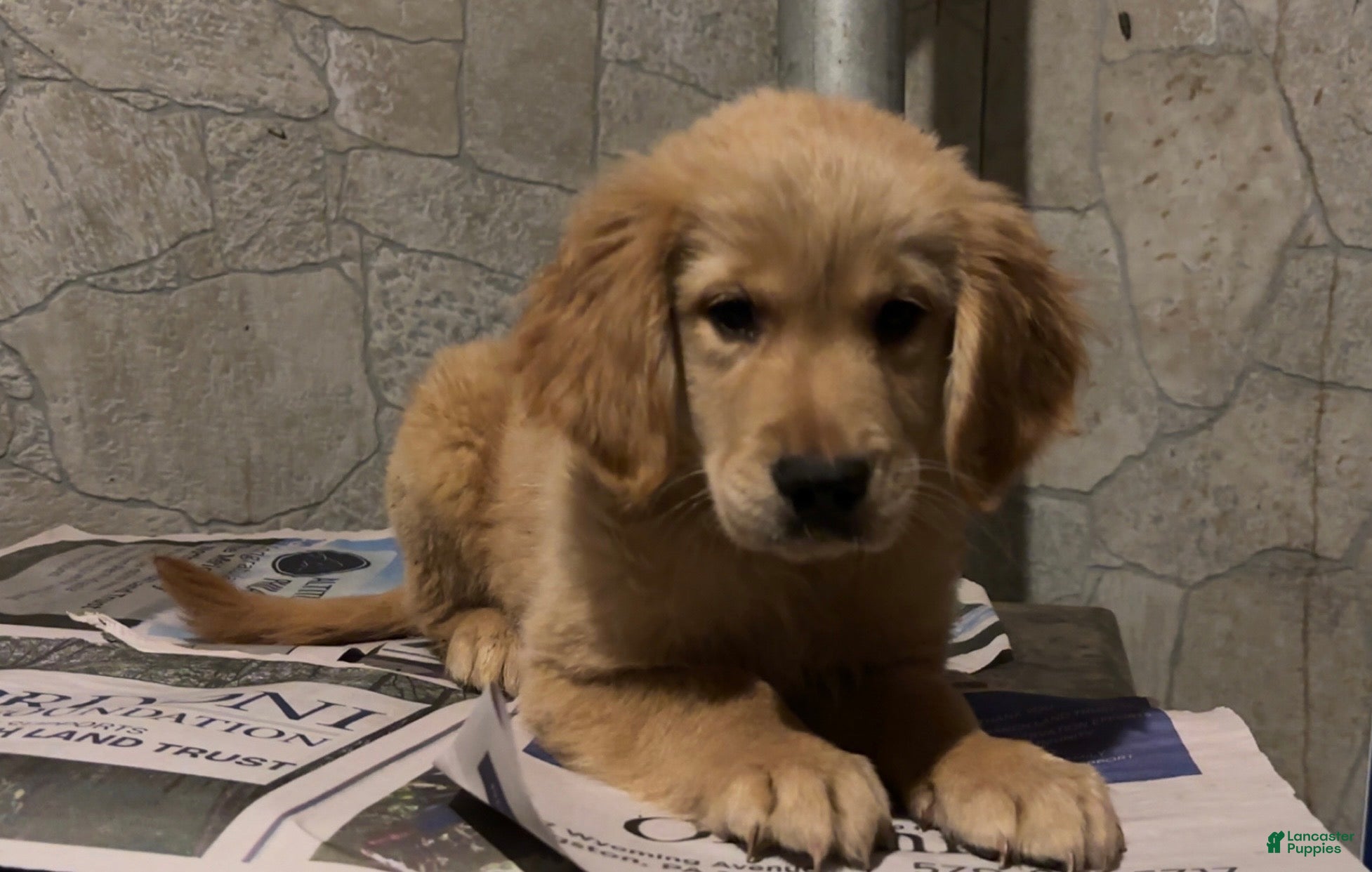 Golden Retriever dogs Max - Ad 2