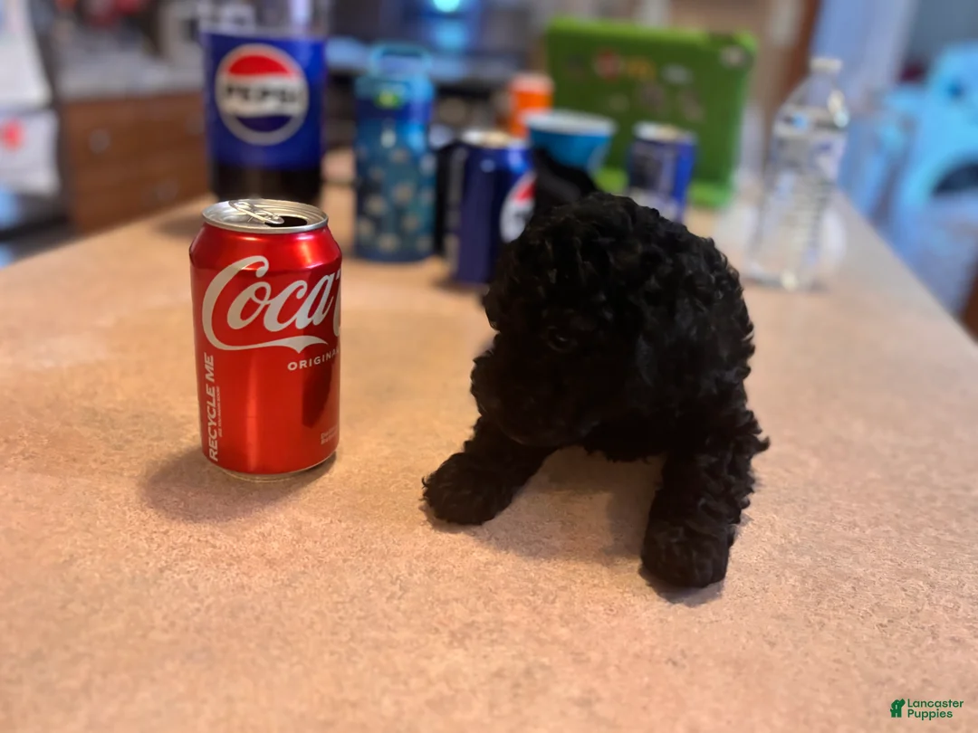 Toy Poodle dogs for sale: Toy Poodle Puppy 2 - Ad 2