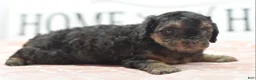 Toy Poodle dogs for sale: Shadow  - Ad 5