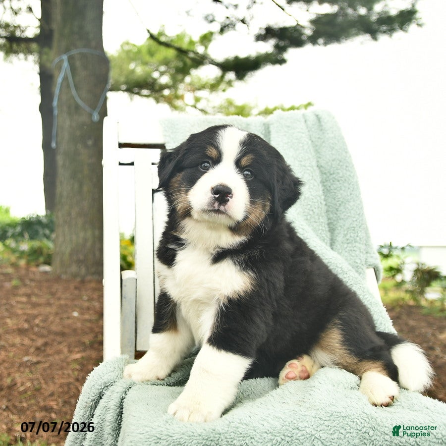 Mixed Breed dogs Rain  - Ad 2