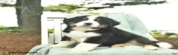 Mixed Breed dogs for sale: Rain  - Ad 2