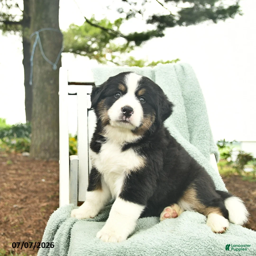 Mixed Breed dogs for sale: Rain  - Ad 2