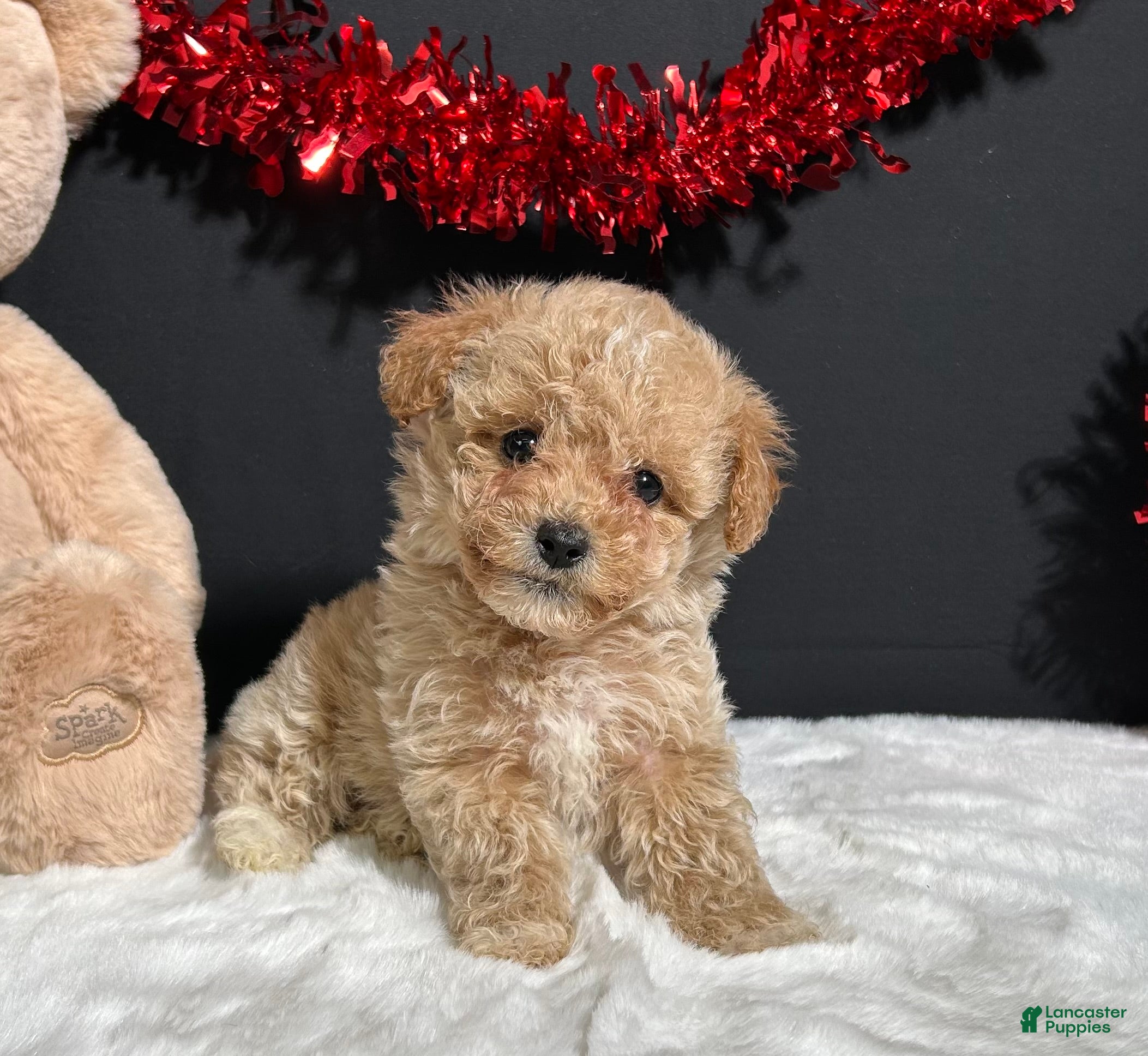 Toy Poodle dogs Molly - Ad 1