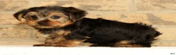 Yorkshire Terrier dogs for sale: Ally - Ad 8