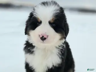 Bernese Mountain Dog dogs Polar - Ad 15