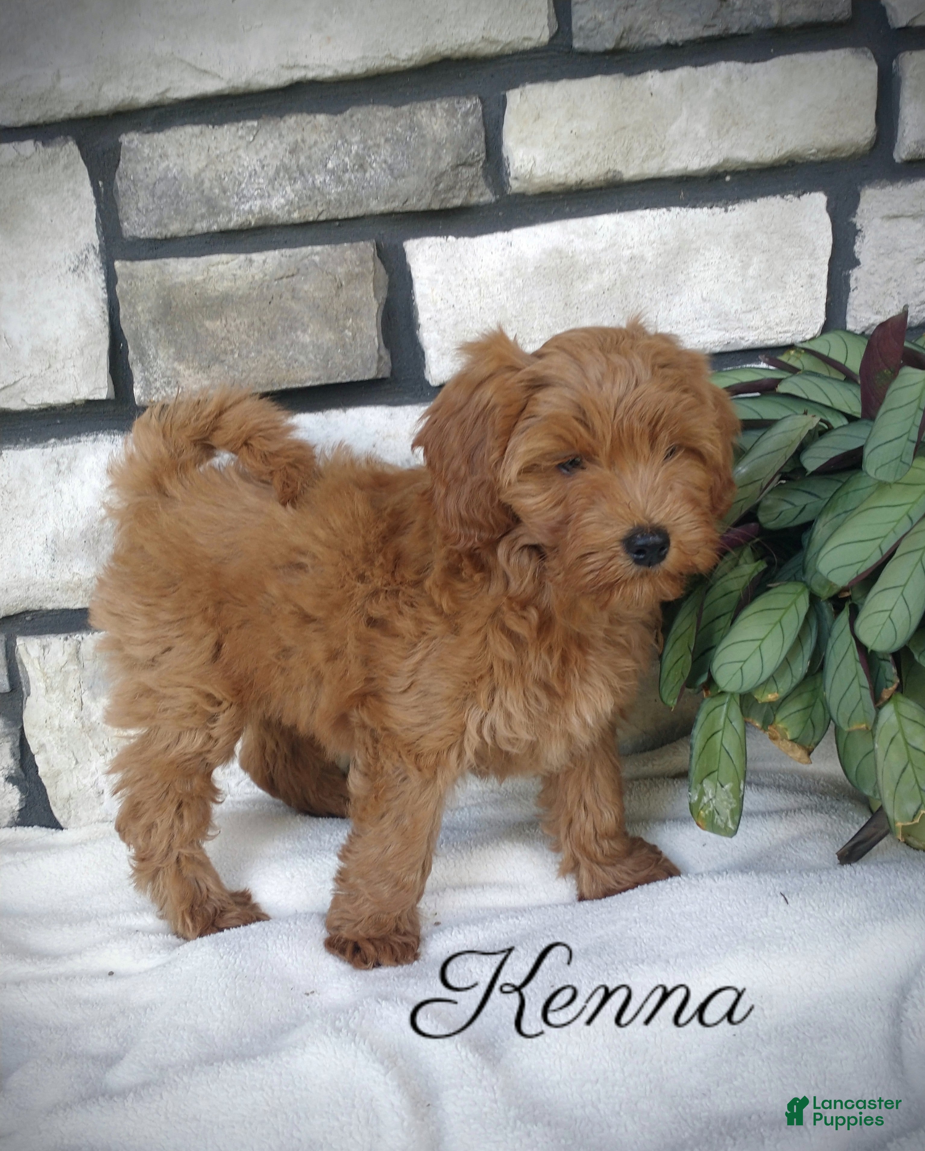 Shihpoo dogs for sale: Kenna - Ad 1