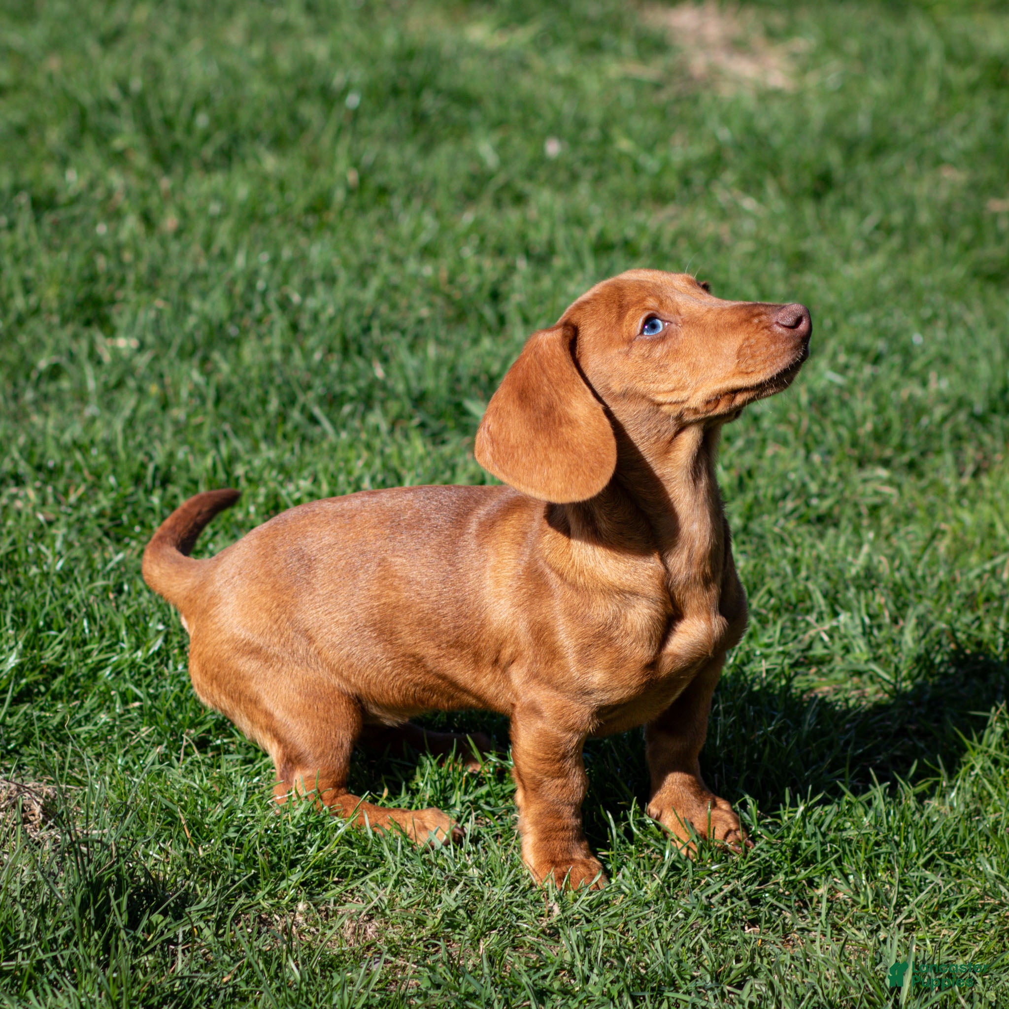 Miniature Dachshund dogs Meredith - Ad 2