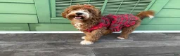 Mini Goldendoodle dogs for sale: BENTLEY  - Ad 6
