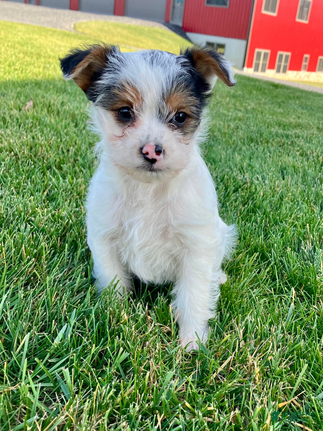 Yorkshire Terrier dogs for sale: Ava - Ad 3