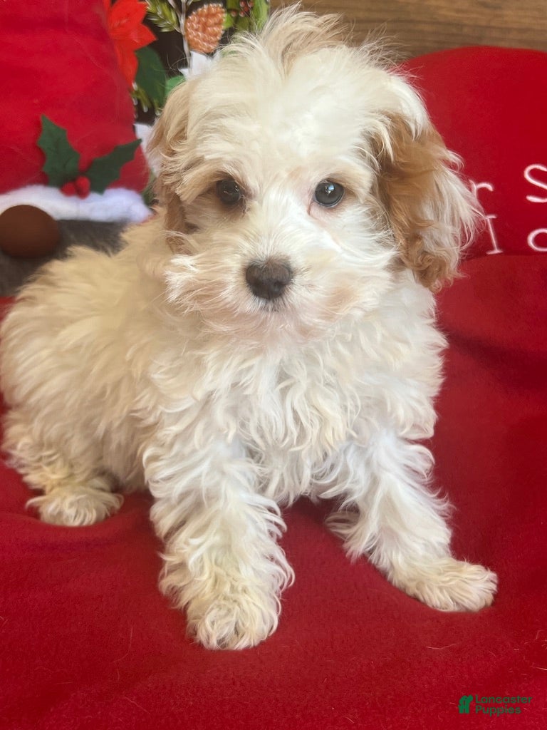 Cavapoo dogs Dolly - Ad 8