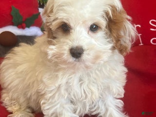 Cavapoo dogs Dolly - Ad 9