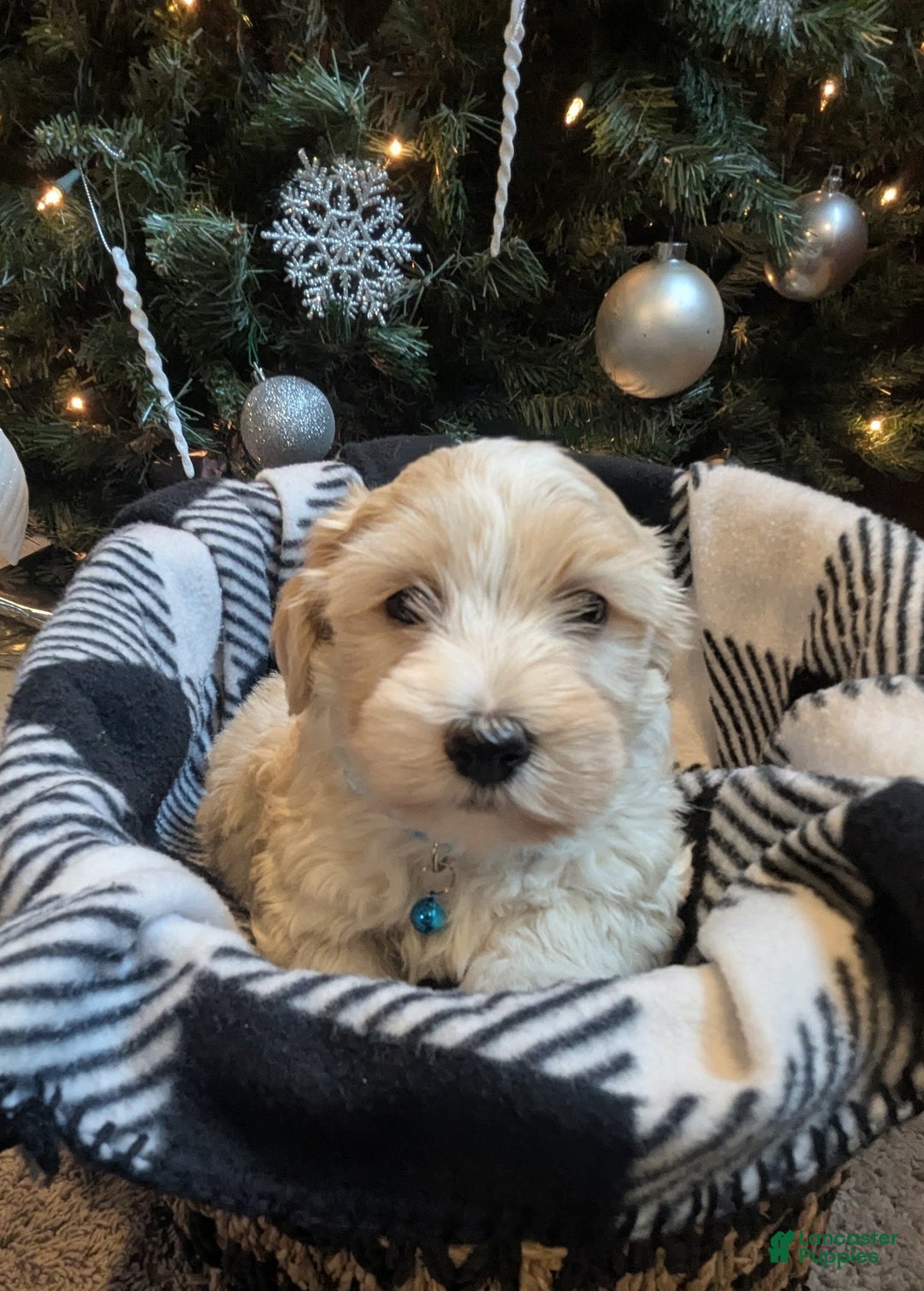 Mixed Breed dogs for sale: Rocket - Ad 2