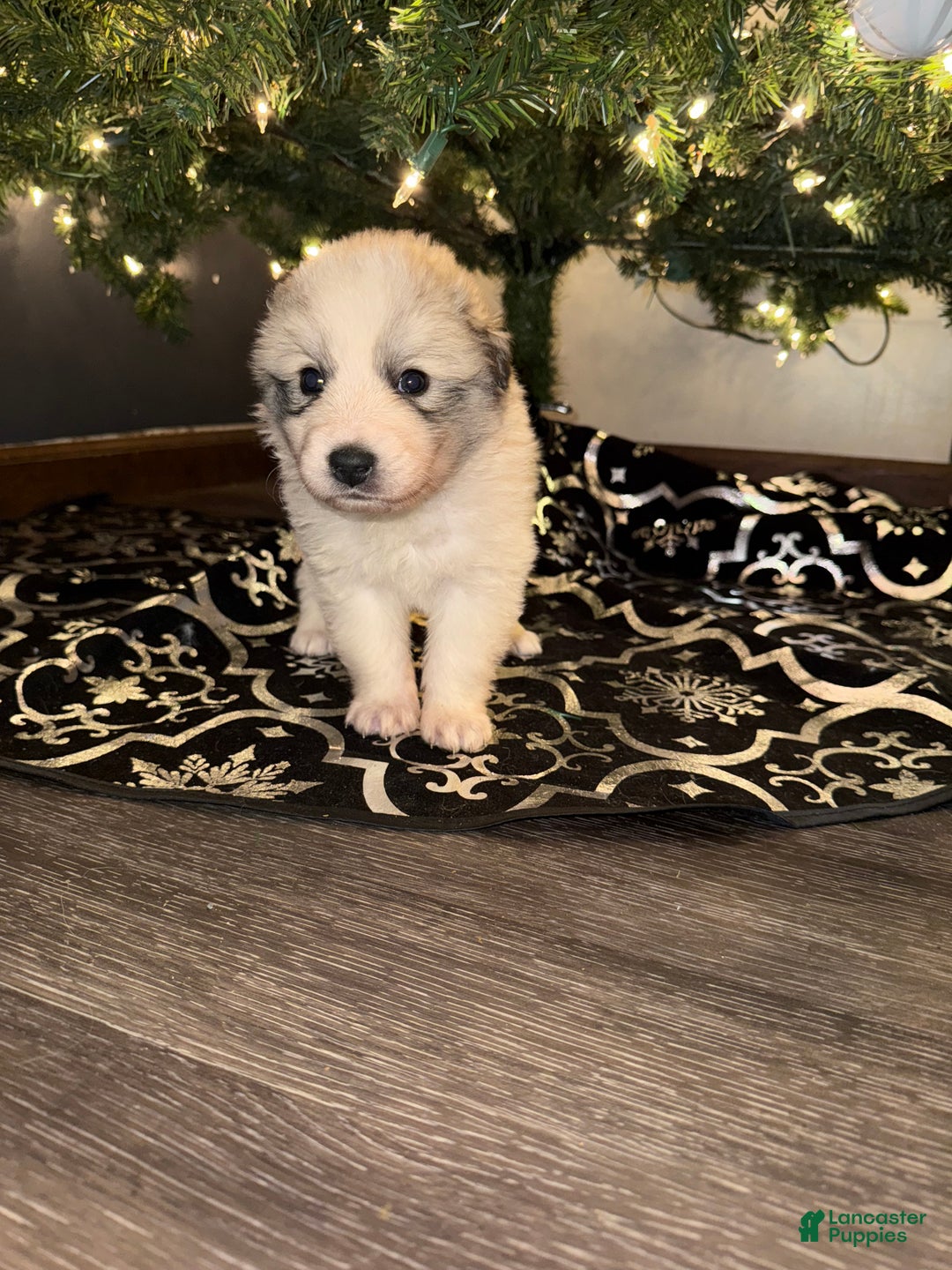 Great Pyrenees dogs for sale: IVY- light pink  - Ad 2