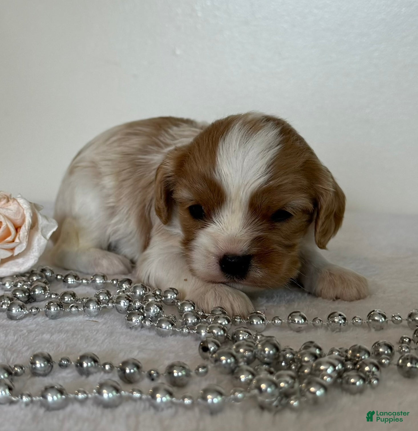 Cavalier King Charles Spaniel dogs Starlight Cavalier King Charles Spaniel  - Ad 1