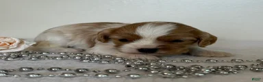 Starlight Cavalier King Charles Spaniel 