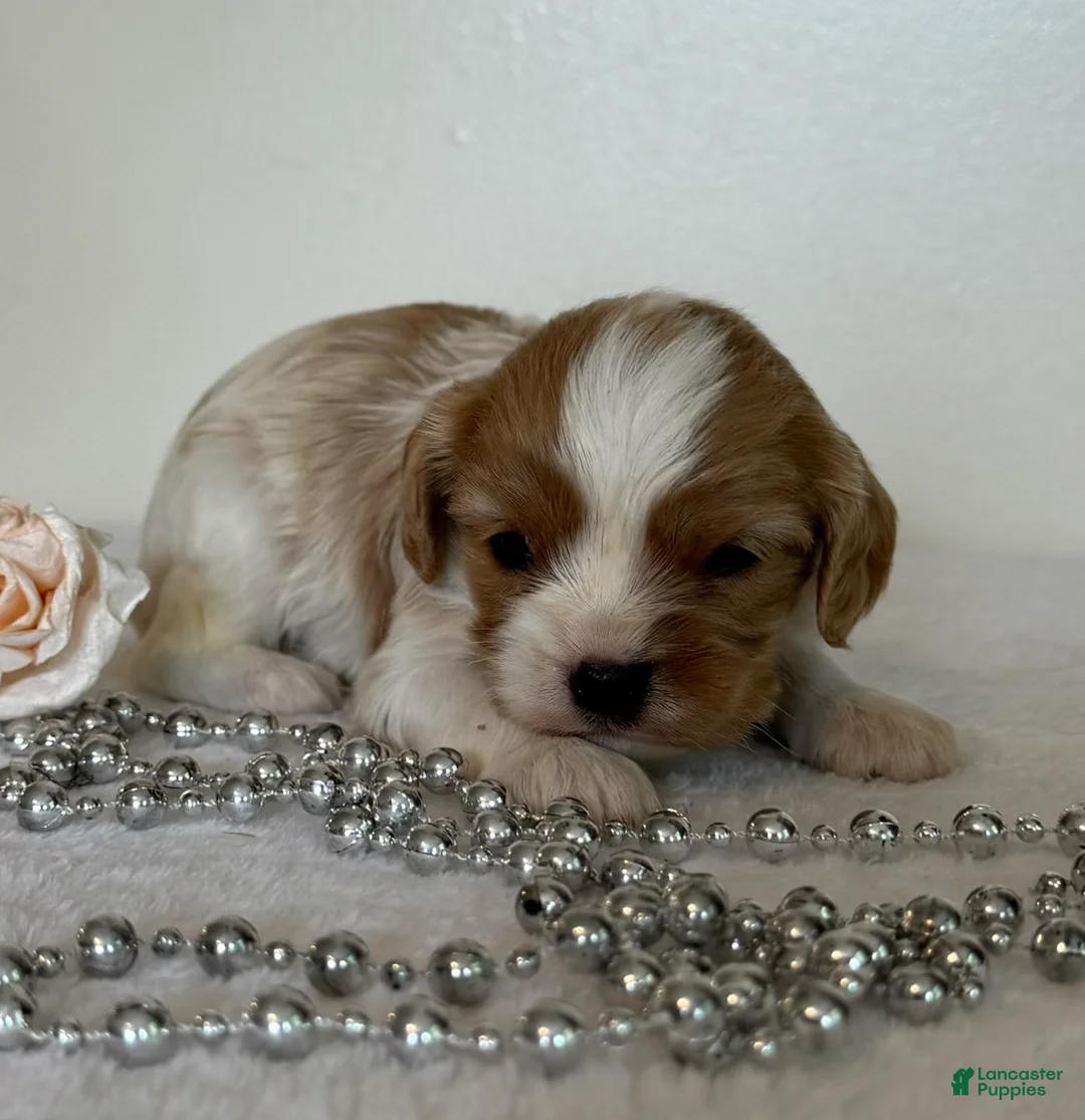 Cavalier King Charles Spaniel dogs for sale: Starlight Cavalier King Charles Spaniel  - Ad 1
