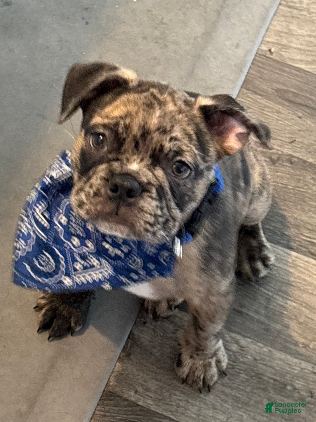 French Bulldog dogs for sale: French Bulldog Puppy 1 - Ad 1