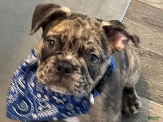 French Bulldog dogs French Bulldog Puppy 1 - Ad 21