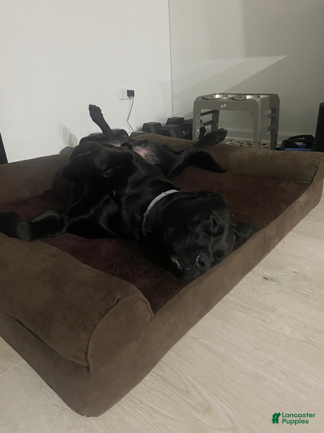 Mixed Breed dogs for sale: Mixed Breed Puppy 1 - Ad 2