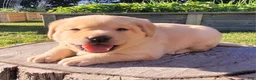 Labrador Retriever dogs for sale: Lexi - Ad 12