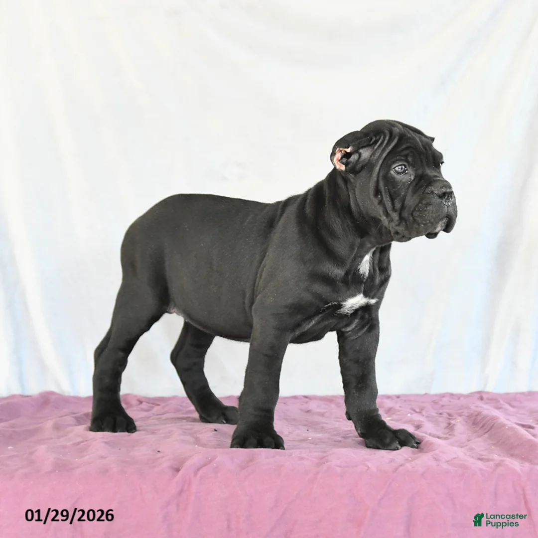 Cane Corso dogs for sale: Marigold - Ad 3