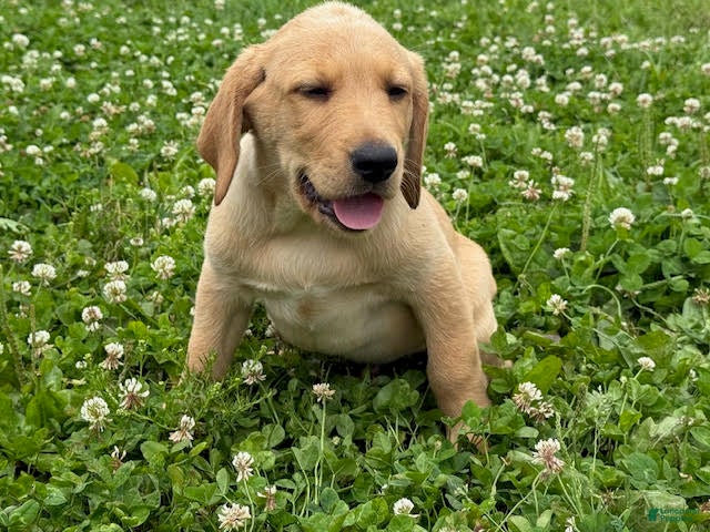 Labrador Retriever dogs Rhys - Ad 1