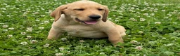 Labrador Retriever dogs for sale: Rhys - Ad 1
