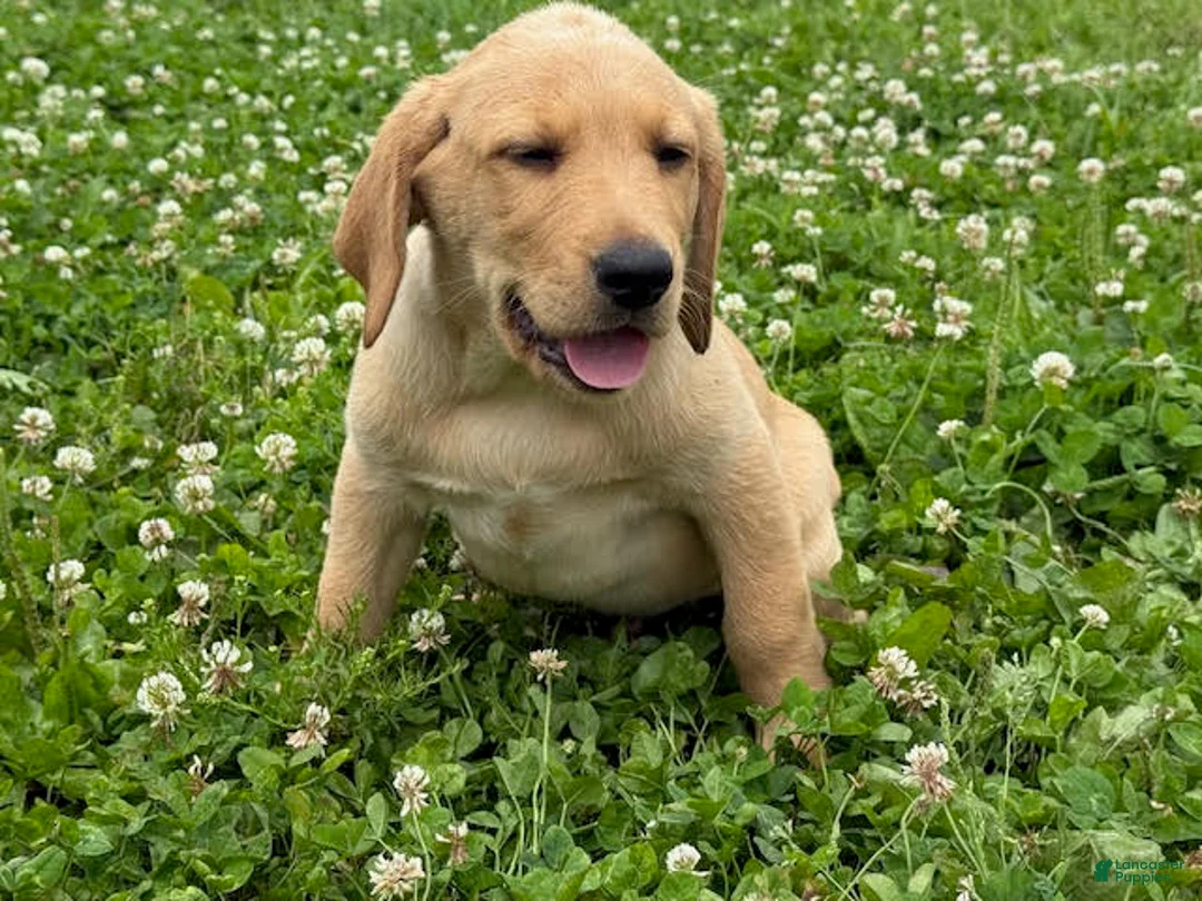 Labrador Retriever dogs for sale: Rhys - Ad 1