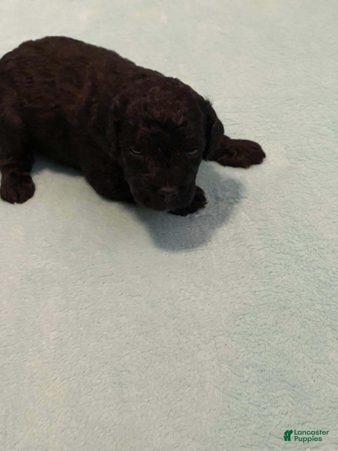 Goldendoodle dogs for sale: Goldendoodle Puppy 1 - Ad 4