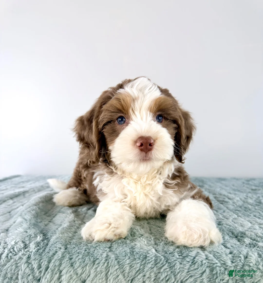 Bernedoodle dogs for sale: Carl - Ad 2