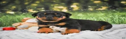 Rottweiler dogs for sale: Kane - Ad 13