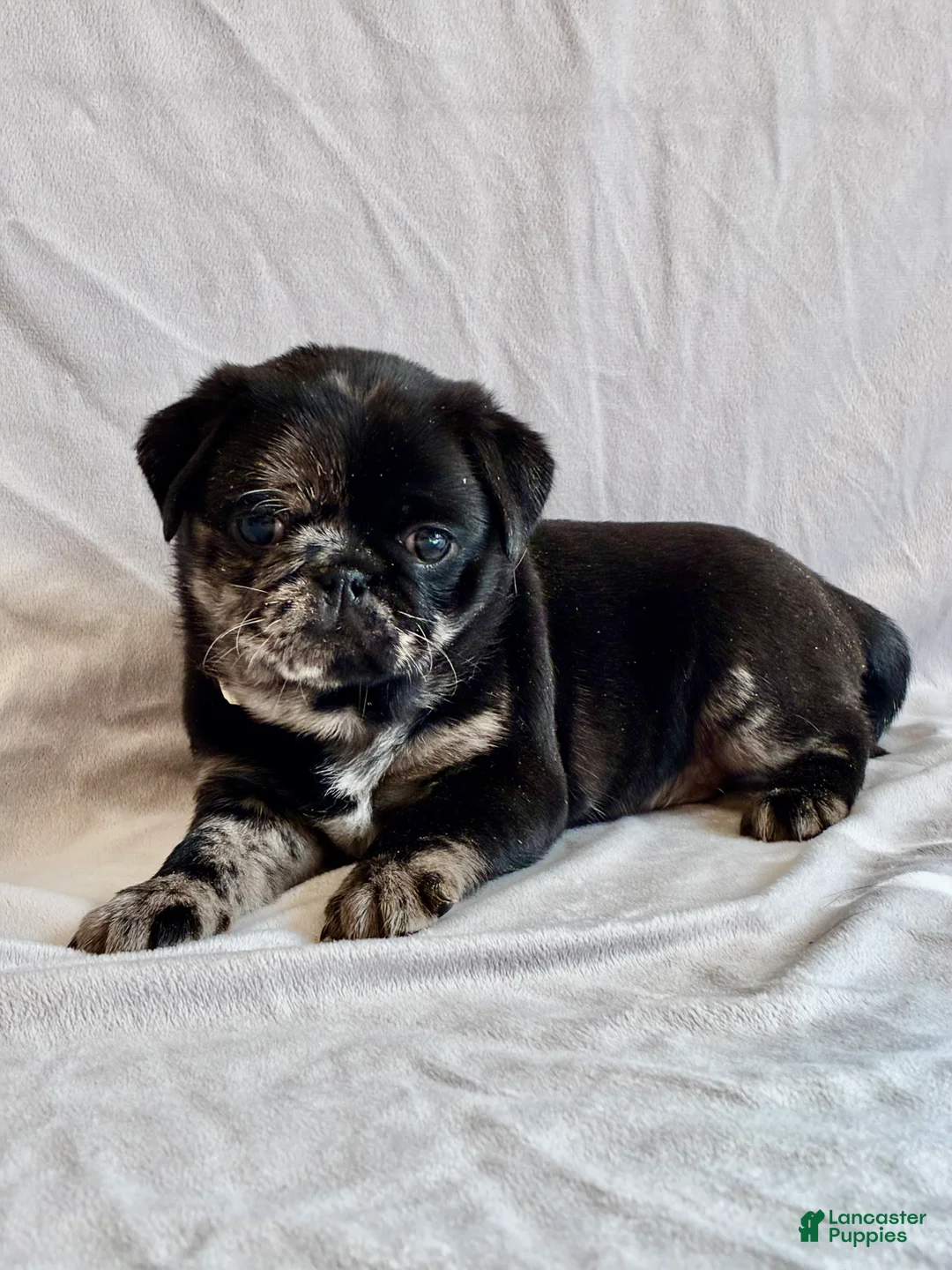 Pug dogs for sale: Max - Ad 5