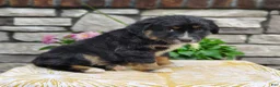 Miniature Australian Shepherd dogs for sale: Oreo  - Ad 4