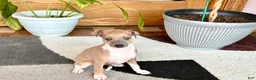 Italian Greyhound dogs for sale: Italian Greyhound male 3 Fawn boy  - Ad 10