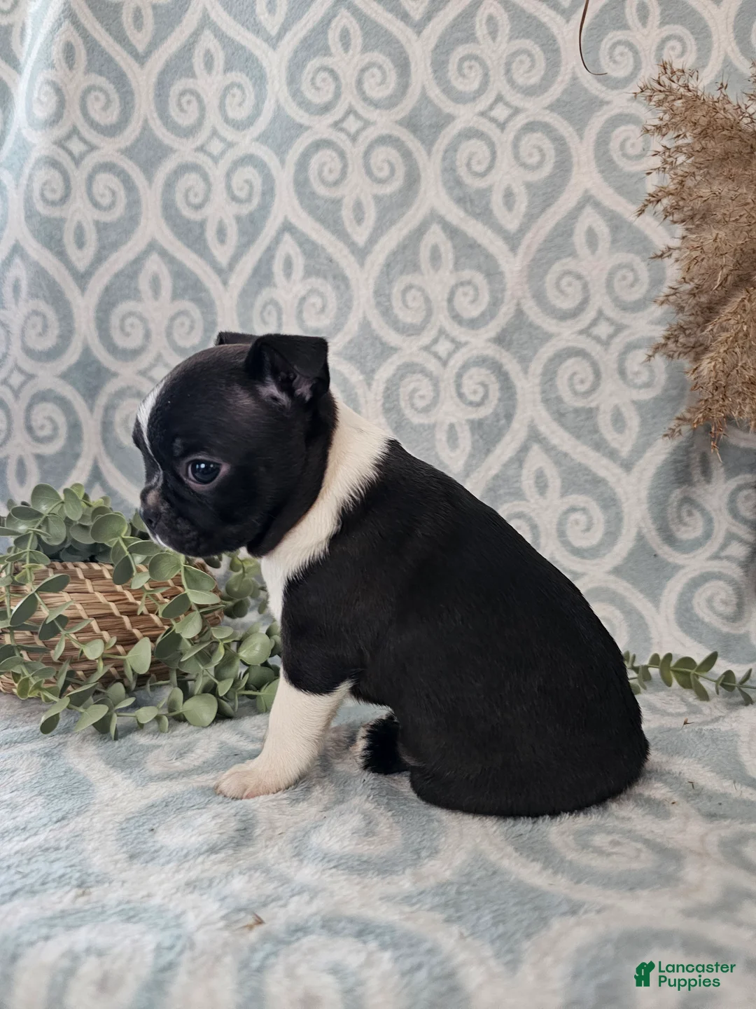 Boston Terrier dogs for sale: Boston Terrier Puppy 2 - Ad 7