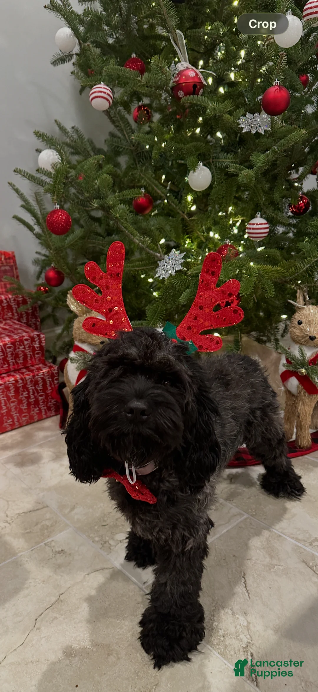 Mixed Breed dogs for sale: Mixed Breed Puppy 4 - Ad 3