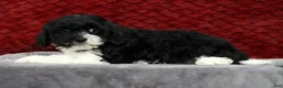 Cavapoo dogs for sale: Sam - Ad 6