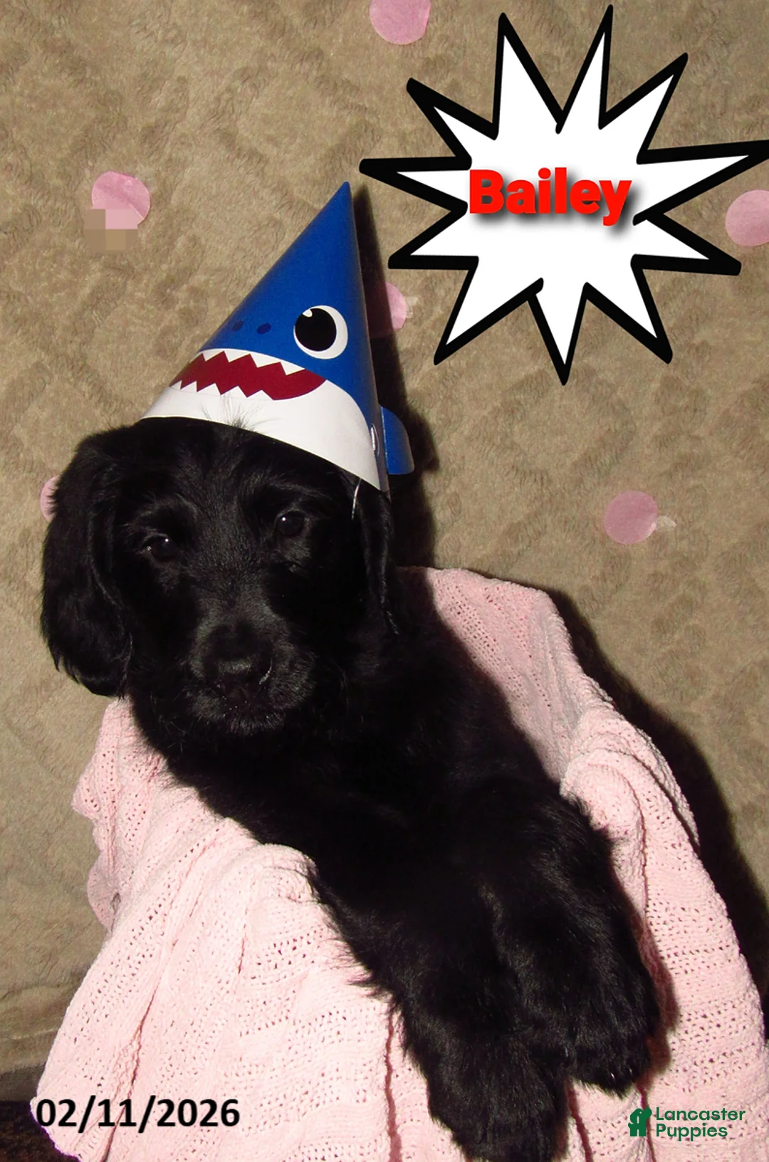 Labradoodle dogs for sale: Bailey - Ad 1