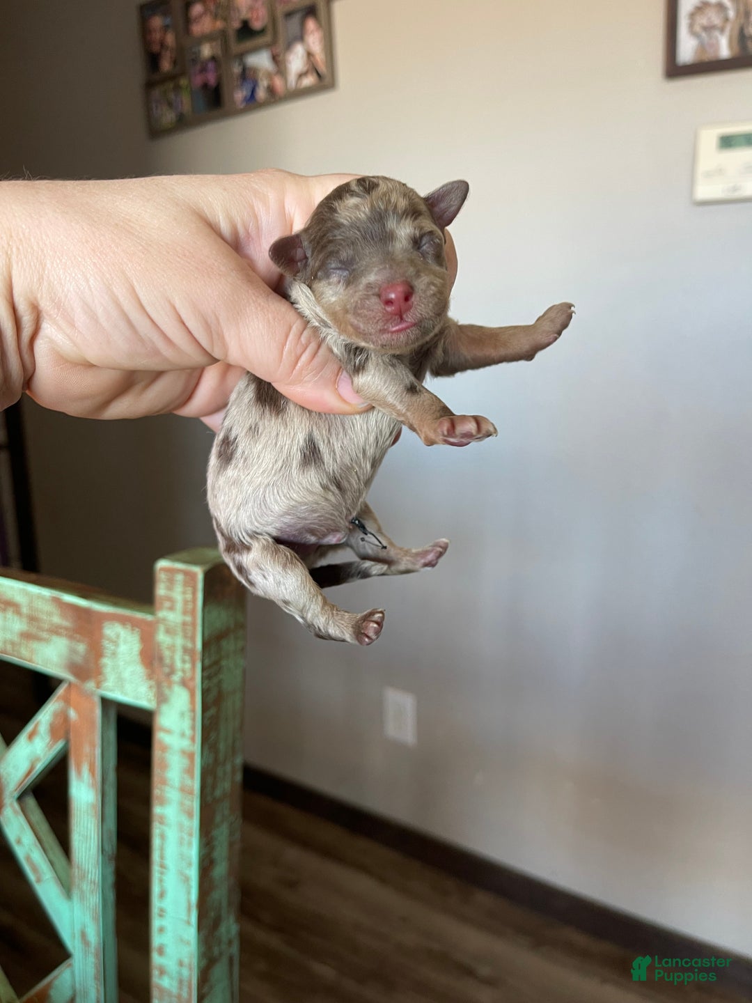 Miniature Poodle dogs for sale: Akc Clear Chocolate Merle Phantom Boy 2 - Ad 1