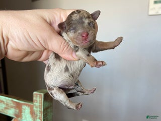 Miniature Poodle dogs Akc Clear Chocolate Merle Phantom Boy 2 - Ad 33