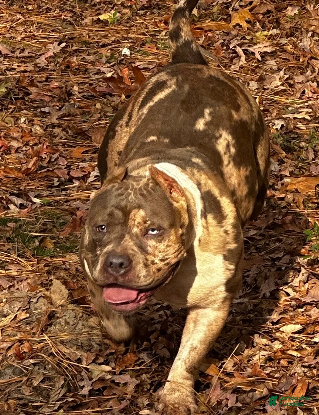 American Bully dogs for sale: Opie - Ad 7