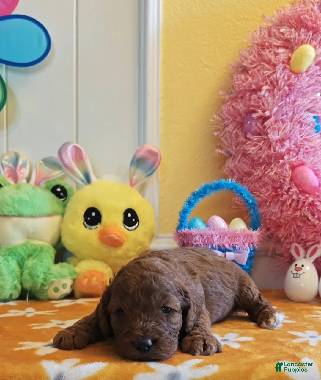Mixed Breed dogs for sale: Tillie Goldendoodle-Cavapoo 817-917-0564 - Ad 6
