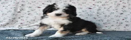 Bernedoodle dogs for sale: Max - Ad 9