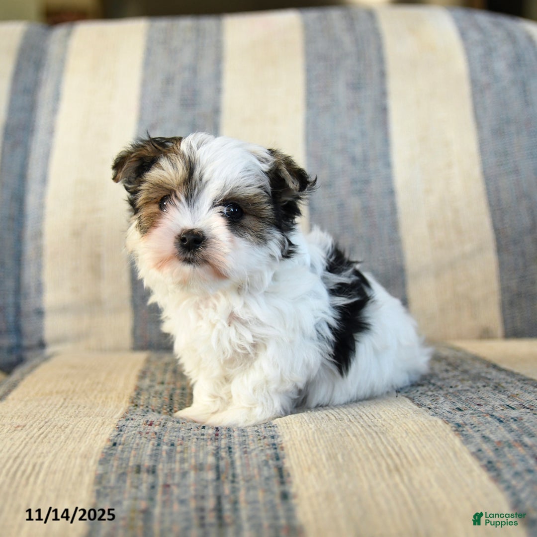 Morkie dogs for sale: Freddie - Ad 4